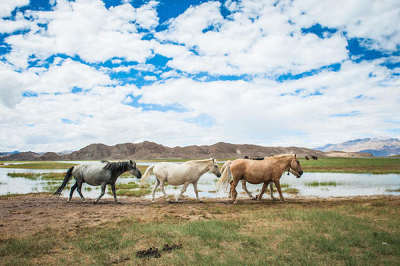 11 Days Lhasa-Nyingchi-Yamdroktso-Shigatse-Mt. Everest-Namtso Lake Tour