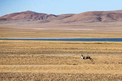 12 Days Lhasa-Nyingchi-Yamdroktso-Shigatse-Mt. Everest-Namtso Lake Tour