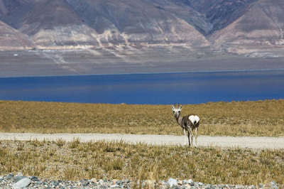 12 Days Lhasa-Nyingchi-Yamdroktso-Shigatse-Mt. Everest-Namtso Lake Tour