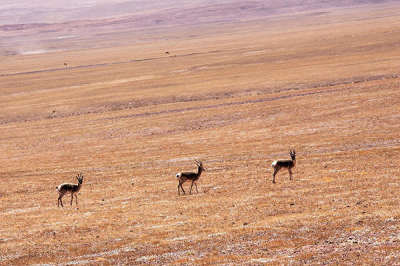 8 days Lhasa-Yamdroktso-Shigatse-Mt. Everest Tour