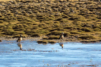 11 Days Lhasa-Nyingchi-Yamdroktso-Shigatse-Mt. Everest-Namtso Lake Tour