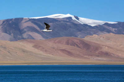12 Days Lhasa-Nyingchi-Yamdroktso-Shigatse-Mt. Everest-Namtso Lake Tour