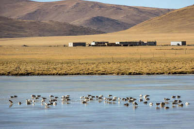 9 Days Lhasa-Nyingchi-Yamdroktso-Shigatse Tour