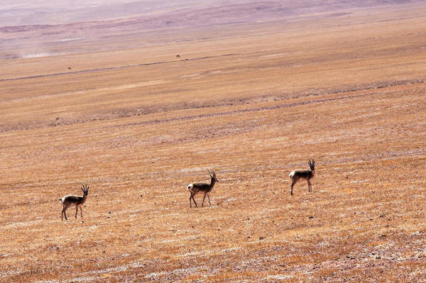 Accommodation Condition along Sichuan-Tibet Highway