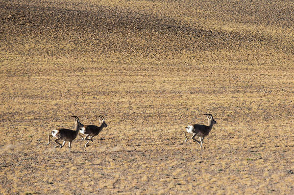 Shigatse Mulunlazong Hotel