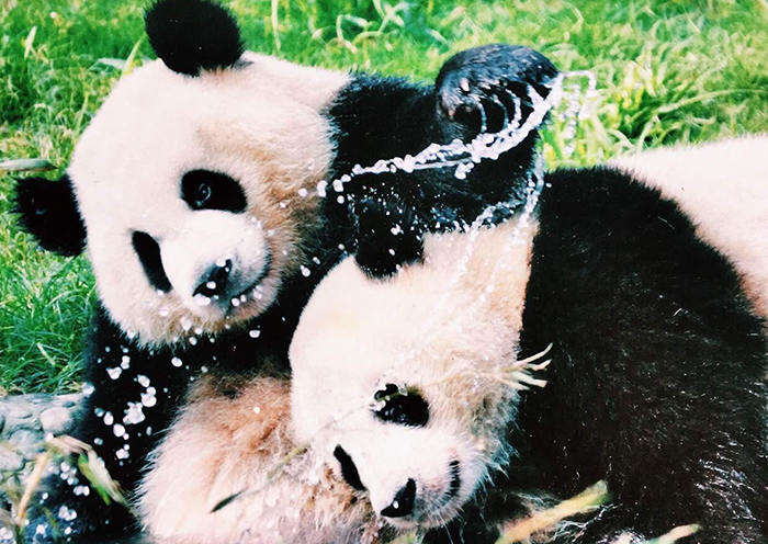 Chengdu Tibet Tours