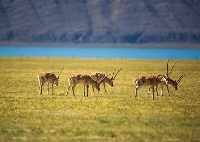 How to Book Train ticket to Tibet in Peak Season